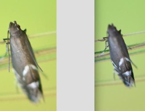 Glyphipterix sp.